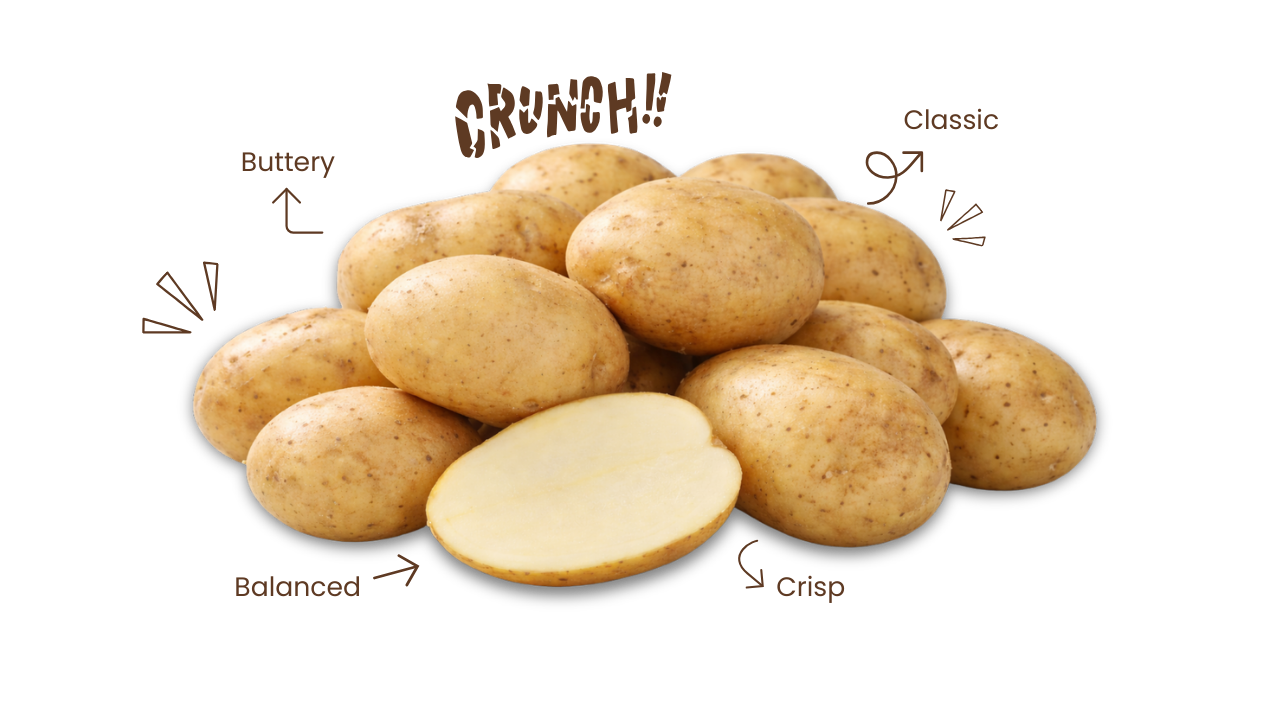 Kennebec potatoes with flavor descriptions